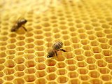 Pszczoła na plastrze