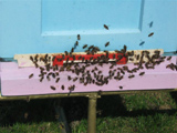 Pszczoły na wylotku