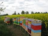 Pszczoły w rzepaku